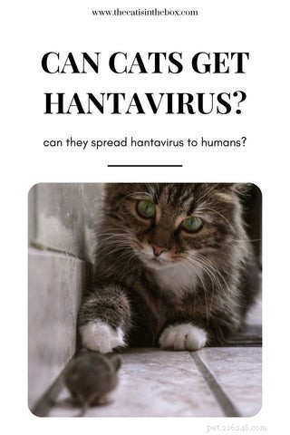 Mohou se kočky nakazit nebo šířit Hantavirus? Co by měli vědět majitelé mazlíčků 