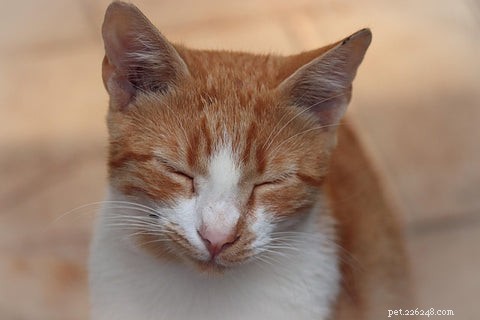 猫のゆっくりとしたまばたきは猫の信頼と気分をどのように表しますか? 
