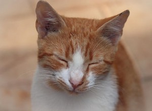 Co prozrazuje pomalé mrkání kočky o její důvěře a náladě? 