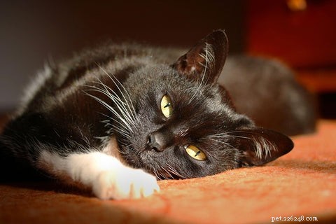 猫のゆっくりとしたまばたきは猫の信頼と気分をどのように表しますか? 
