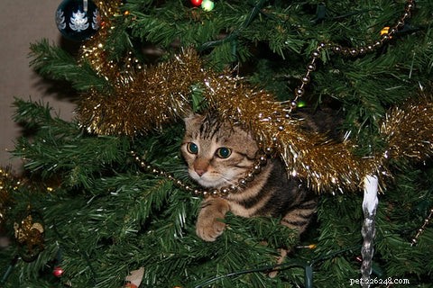 あなたのクリスマスツリーを猫よけにできますか?猫の飼い主のための安全な戦略