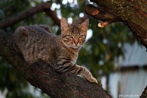 あなたのクリスマスツリーを猫よけにできますか?猫の飼い主のための安全な戦略