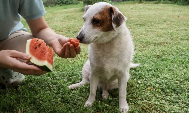 Lenteproducten voor huisdieren:welke groenten en fruit veilig zijn voor honden en katten 