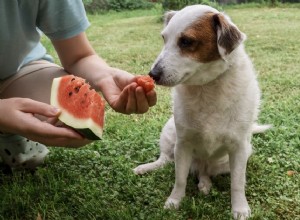 ペットのための春の農産物:犬と猫にとって安全な果物と野菜はどれですか 