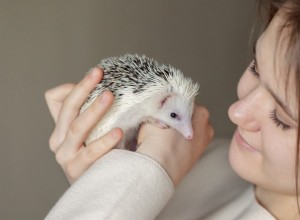 Fråga Dr Jenn:Varför faller My Hedgehog’s Spines ut? Orsaker &behandling 