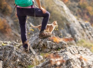 Nápady na cvičení, které udrží vaši kočku aktivní a zapojenou 