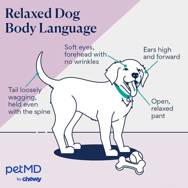 Decodificando a linguagem corporal do seu cão:um guia prático para compreender seus sinais 