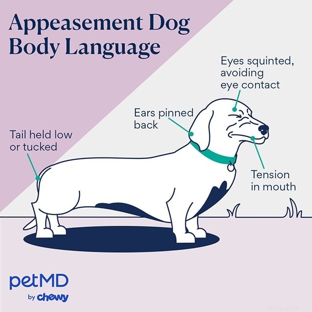 Decodificando a linguagem corporal do seu cão:um guia prático para compreender seus sinais 