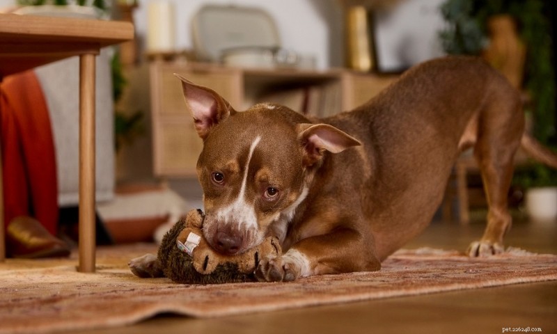 O que leva os cães a oferecer brinquedos quando você chega em casa 