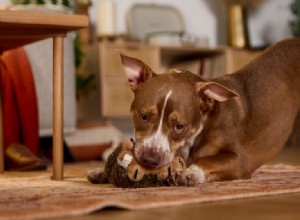 犬が家に帰るとおもちゃを差し出す理由 