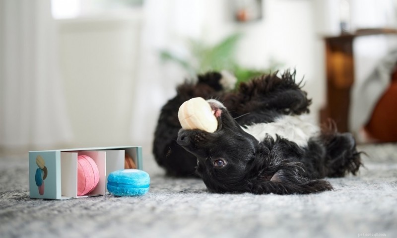O que leva os cães a oferecer brinquedos quando você chega em casa 
