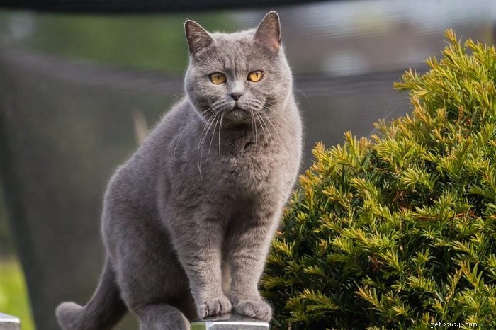 12 kattenrassen die goed overweg kunnen met honden 