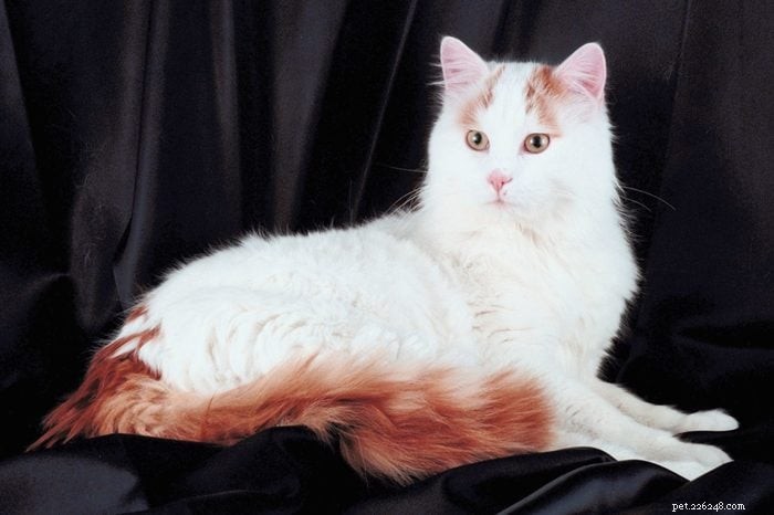 12 kattenrassen die goed overweg kunnen met honden 
