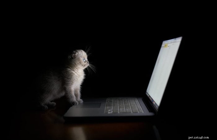 재택근무의 유쾌한 정신을 포착한 사랑스러운 고양이 사진 25장 
