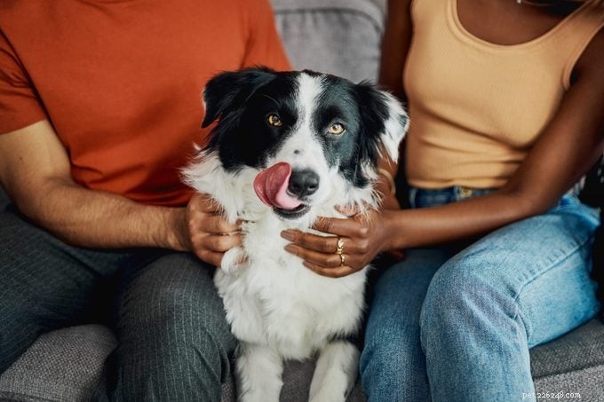 Três tipos distintos de proprietários de cães revelados por um novo estudo – Qual deles é você? 