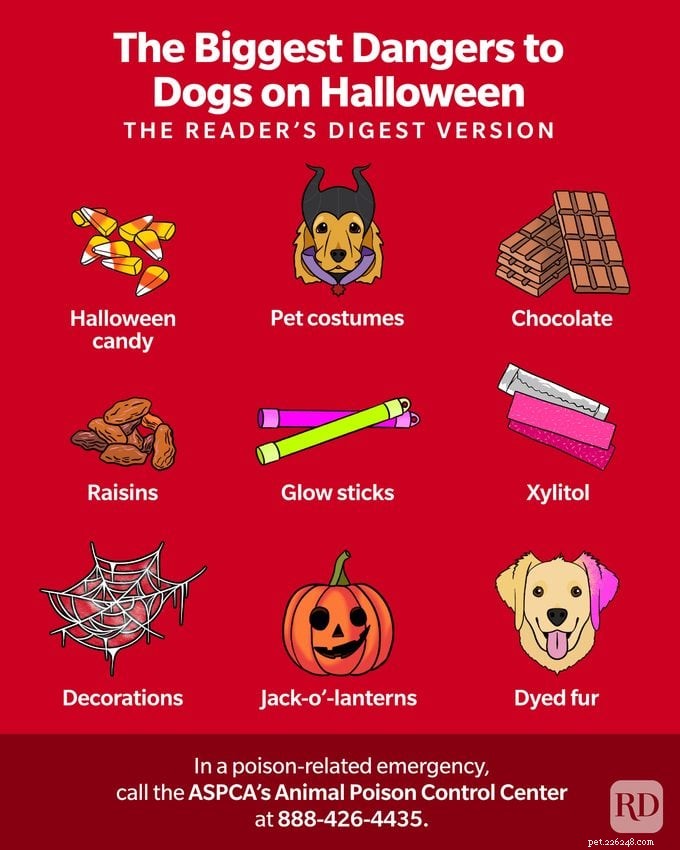 Mantenha seu cachorro seguro neste Halloween:dicas de especialistas e perigos comuns 