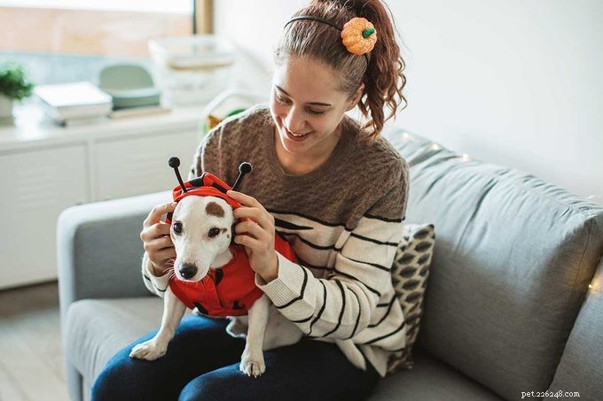 Mantenha seu cachorro seguro neste Halloween:dicas de especialistas e perigos comuns 