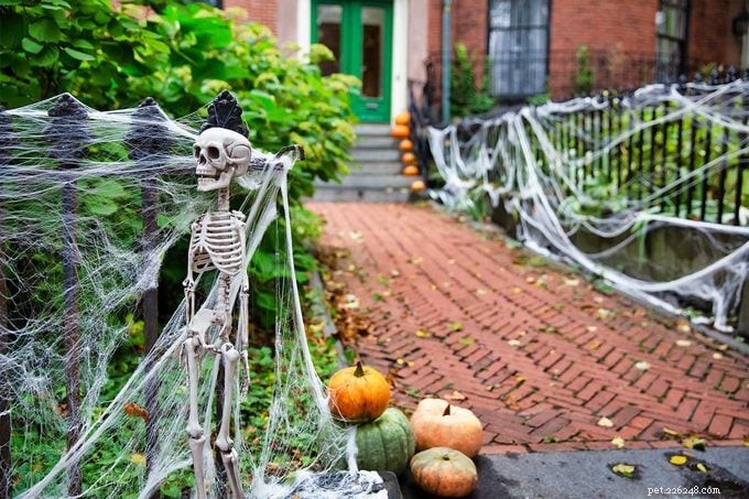Mantenha seu cachorro seguro neste Halloween:dicas de especialistas e perigos comuns 