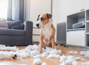 10 явных признаков того, что ваша собака чувствует себя заброшенной — и как восстановить связь 