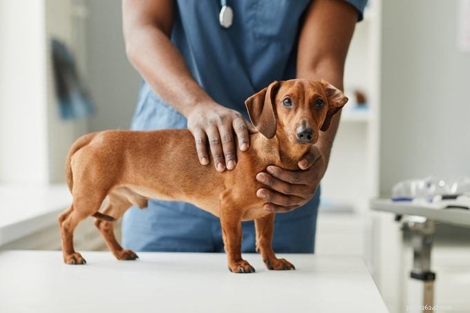 Cães machos e fêmeas:principais diferenças a serem consideradas ao escolher um companheiro 