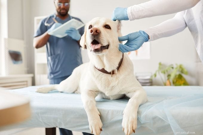 Cães machos e fêmeas:principais diferenças a serem consideradas ao escolher um companheiro 