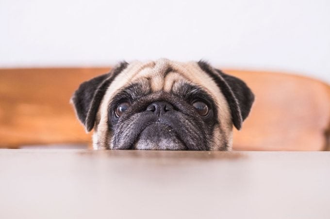Почему моя собака смотрит? 9 причин, подкрепленных экспертами, стоящих за их взглядом 