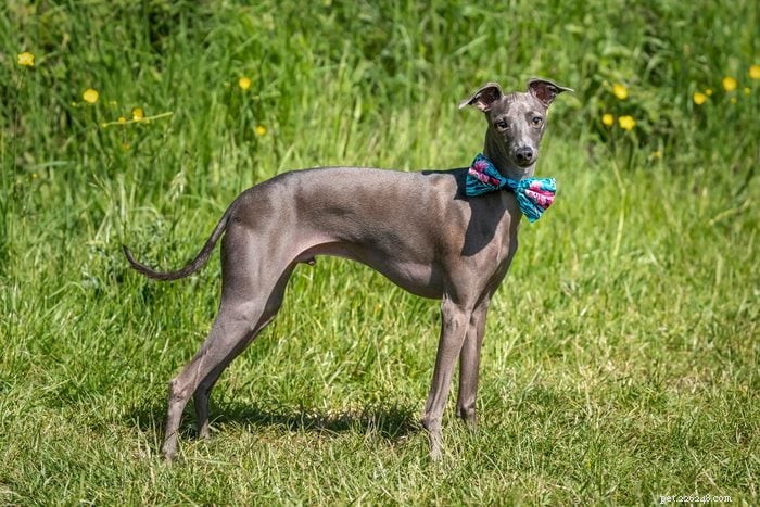 優れたペットを生み出すエレガントなイタリアの犬種 12 種 