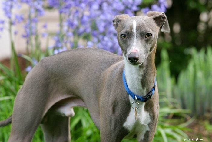 優れたペットを生み出すエレガントなイタリアの犬種 12 種 