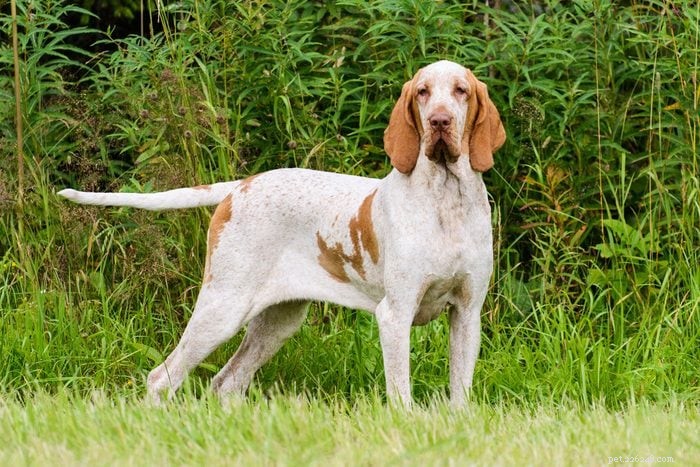 優れたペットを生み出すエレガントなイタリアの犬種 12 種 