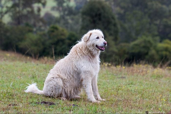 優れたペットを生み出すエレガントなイタリアの犬種 12 種 