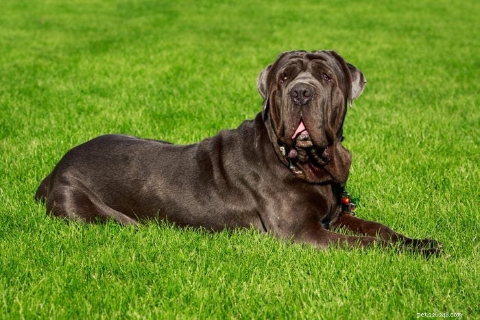 優れたペットを生み出すエレガントなイタリアの犬種 12 種 