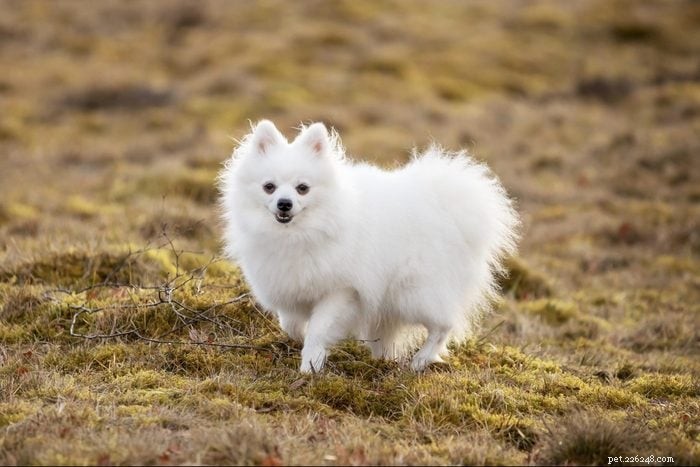 優れたペットを生み出すエレガントなイタリアの犬種 12 種 