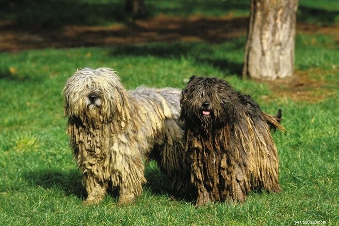 優れたペットを生み出すエレガントなイタリアの犬種 12 種 