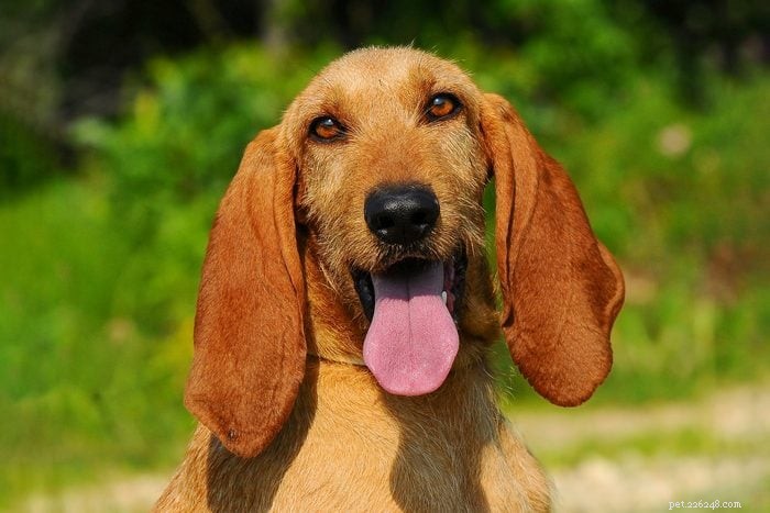 優れたペットを生み出すエレガントなイタリアの犬種 12 種 