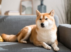 지나치게 짖지 않는 조용한 개 품종 18가지 