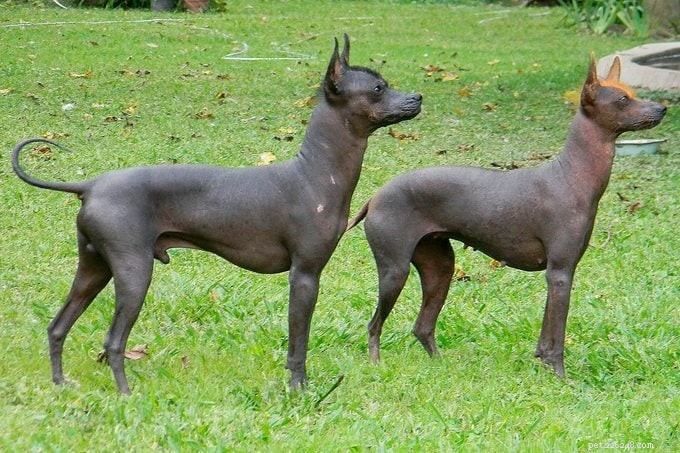 9 つの素晴らしいヘアレス犬の品種:歴史、手入れ、抜け毛が少ない利点 