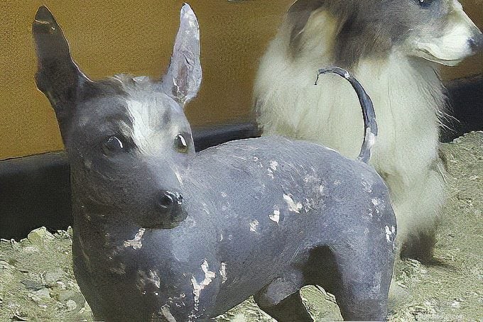 9 つの素晴らしいヘアレス犬の品種:歴史、手入れ、抜け毛が少ない利点 