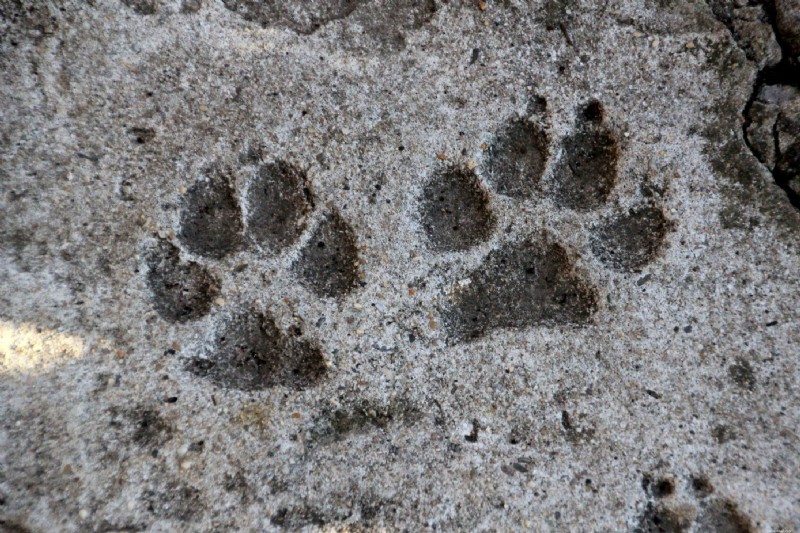 15 raças de cães esquecidas que moldaram a história humana 