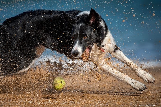 Visitas à praia com cães:a ameaça silenciosa da impactação da areia 
