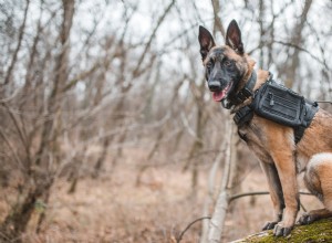 Malinois Wixen이 잃어버린 개를 구출하는 노르웨이의 영웅이 된 방법 