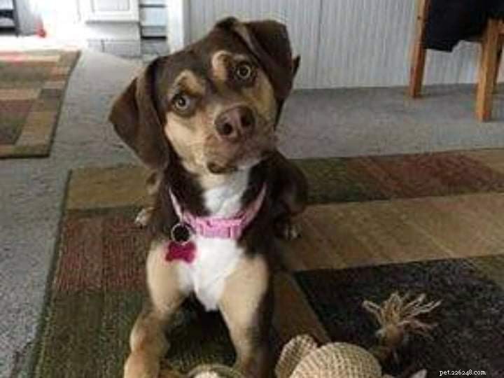 犬の英雄的な行為が赤ちゃんと兄弟を寒さから救う