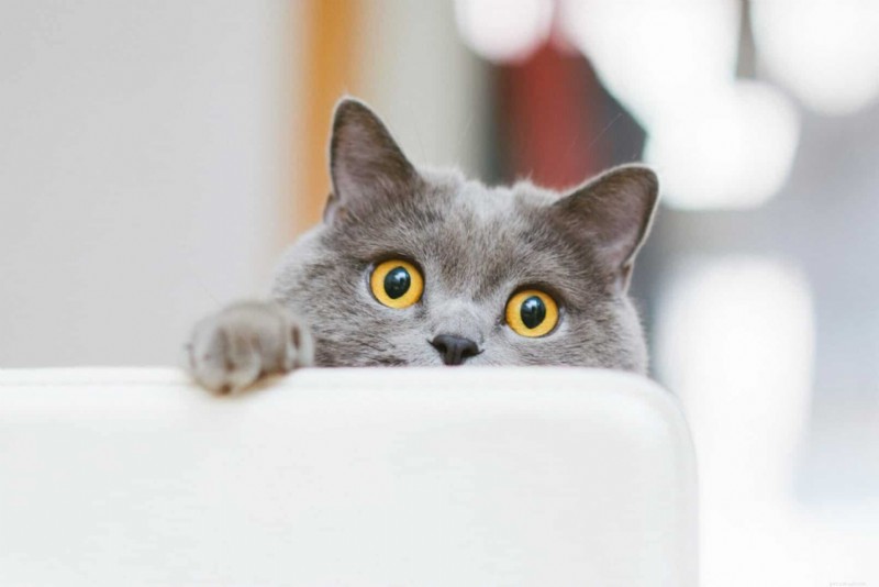 なぜ猫は壁を見つめるのでしょうか？彼らの奇妙な行動についての洞察 