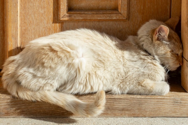 なぜ猫は壁を見つめるのでしょうか？彼らの奇妙な行動についての洞察 
