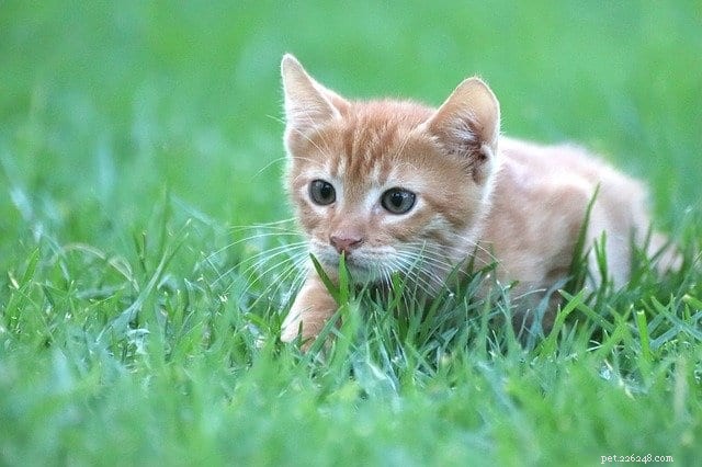Waarom katten met hun kont wiebelen voordat ze bespringen:de wetenschap achter de speelse eigenaardigheid 