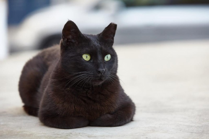 猫が足を丸める理由：一般的な行動に関する獣医師の洞察 