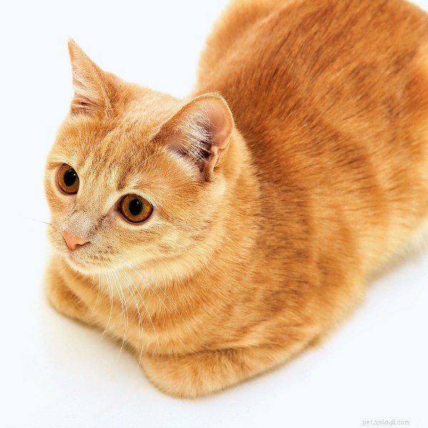 猫が足を丸める理由：一般的な行動に関する獣医師の洞察 