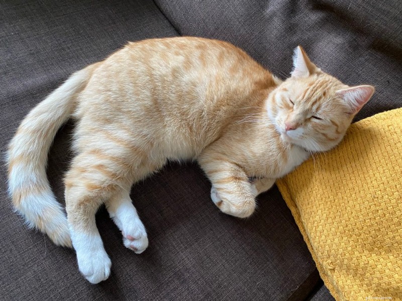 猫が足を丸める理由：一般的な行動に関する獣医師の洞察 