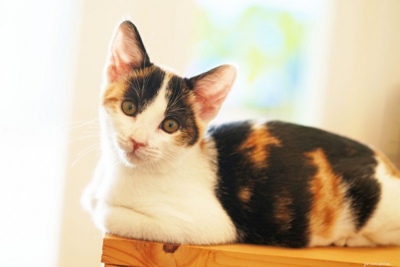 猫が足を丸める理由：一般的な行動に関する獣医師の洞察 