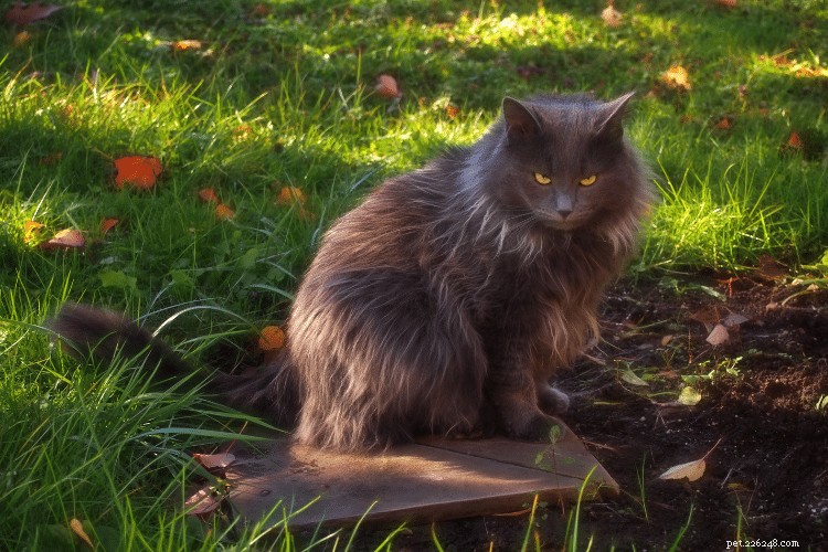 猫はどれくらい怒っているのでしょうか?猫の恨みと記憶についての洞察