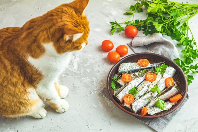 Безопасны ли сардины в оливковом масле для кошек? Все факты, которые вам нужны 